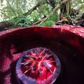 rafflesia banaoana in kalinga the philippines